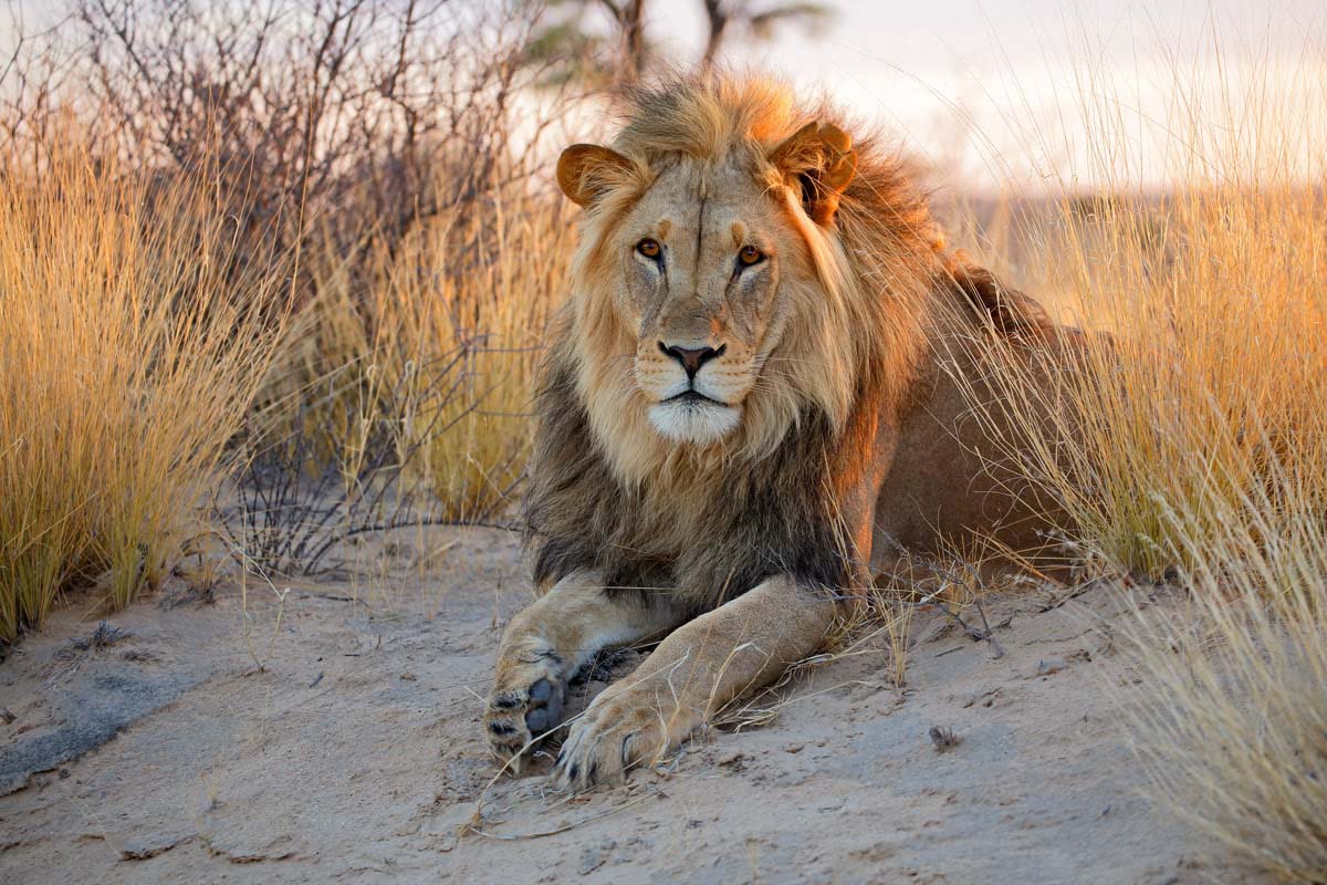 Explore the Kalahari on a Luxury Botswana Safari
